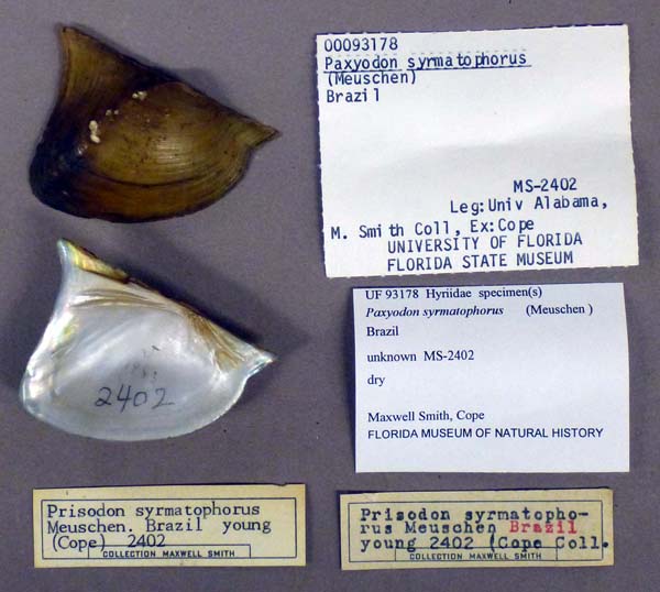 specimen