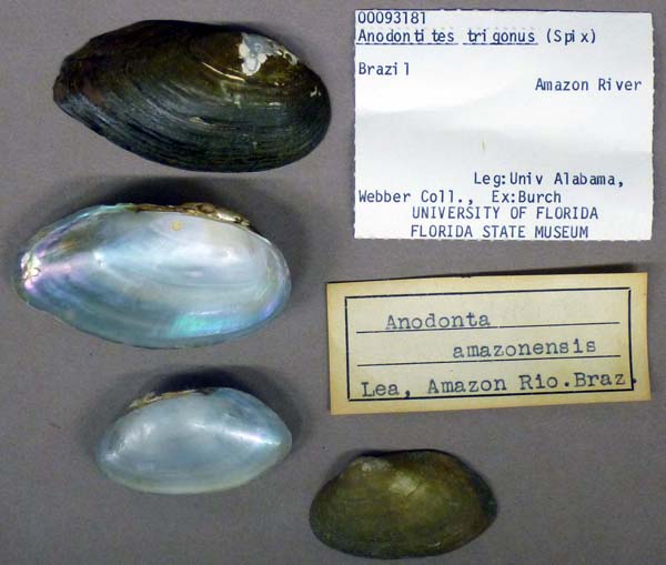 specimen