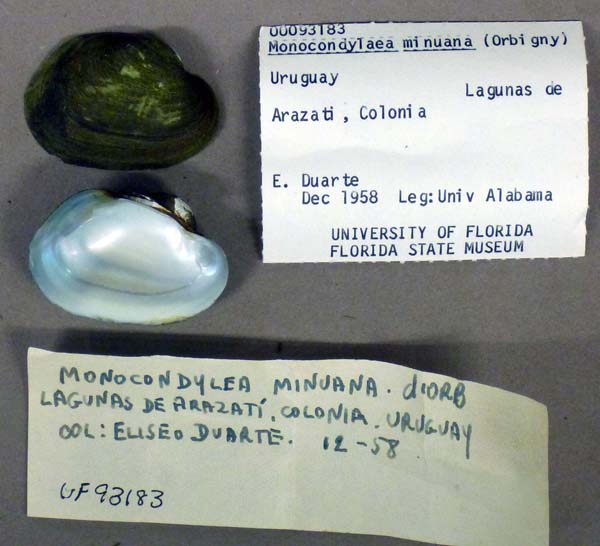 specimen