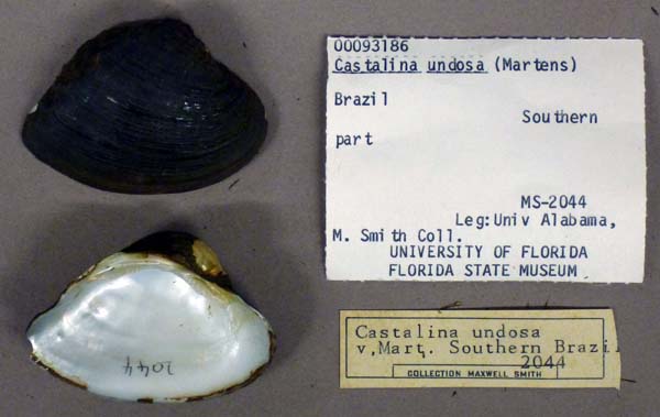 specimen