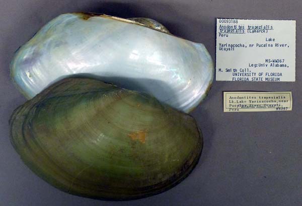 specimen