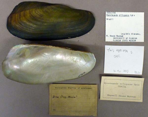 specimen