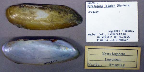 specimen
