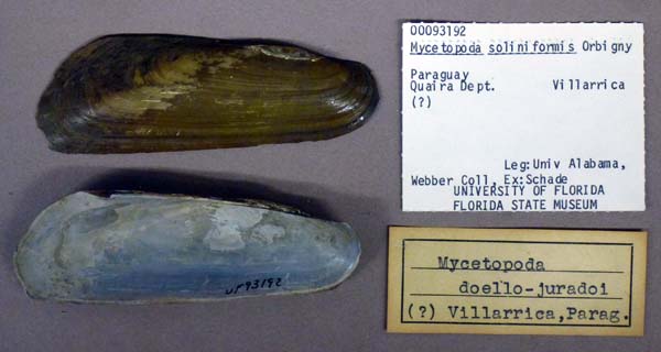 specimen