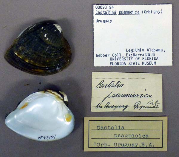 specimen