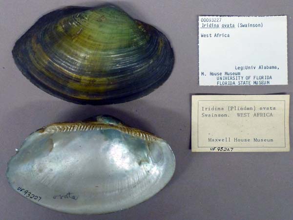 specimen