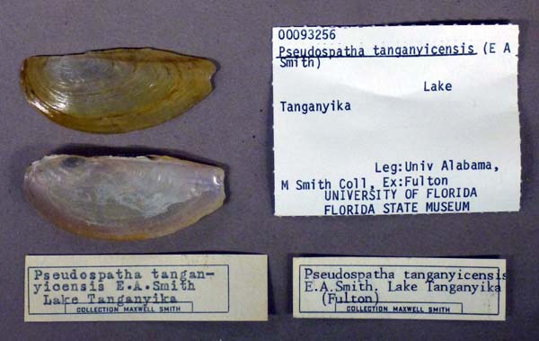 specimen