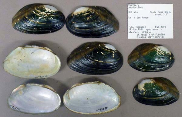 specimen