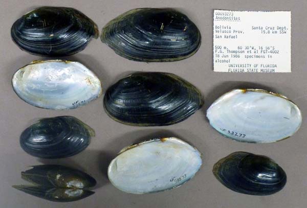 specimen