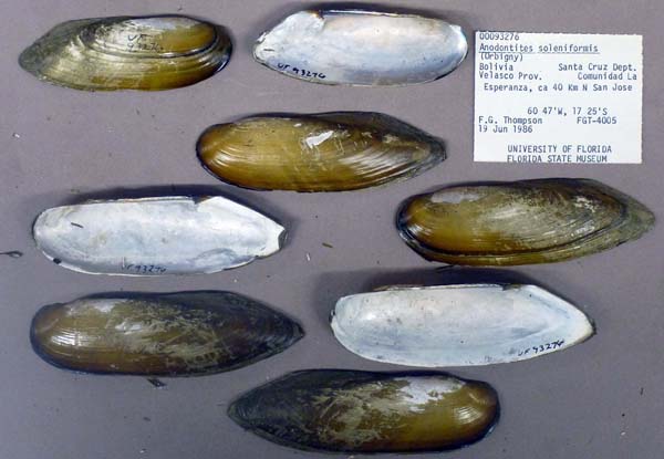 specimen