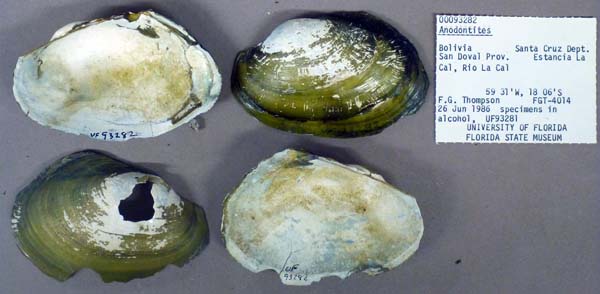 specimen