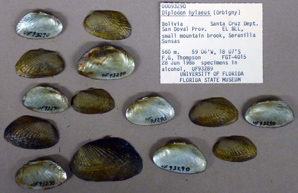 specimen