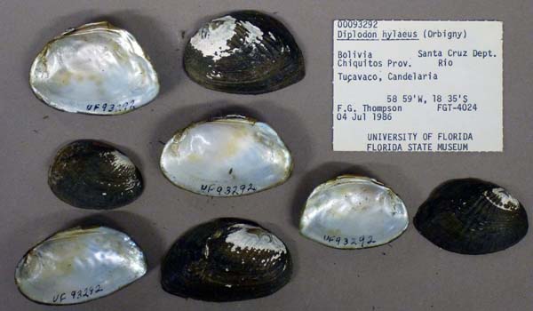 specimen
