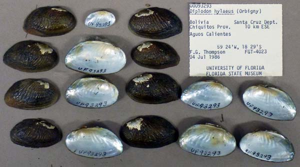 specimen