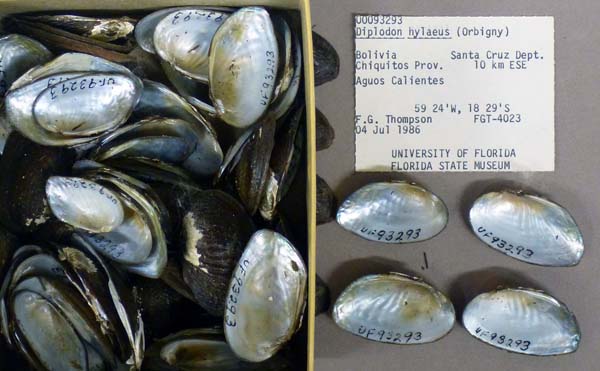 specimen