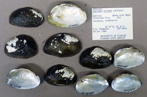 specimen