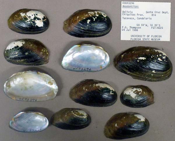 specimen