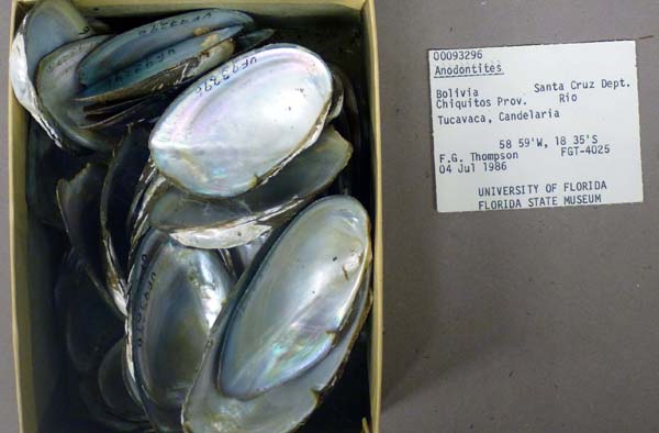 specimen