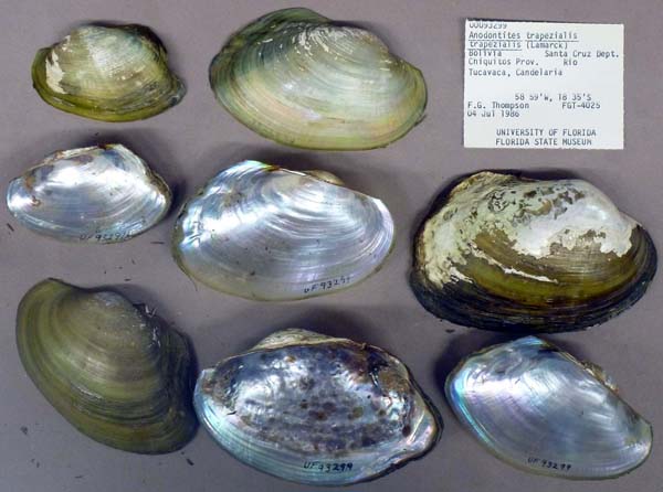 specimen