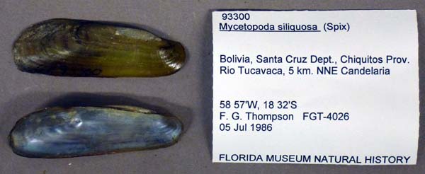 specimen