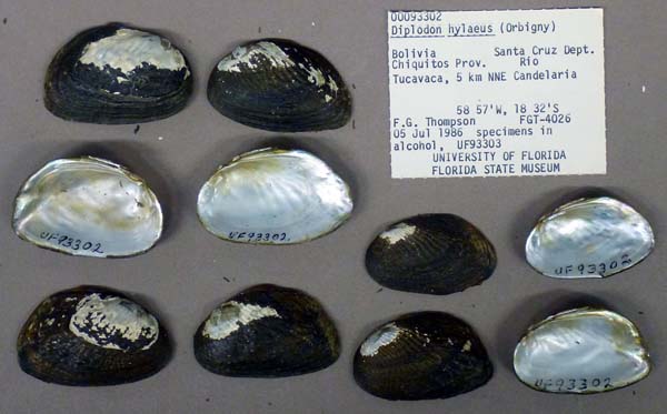 specimen