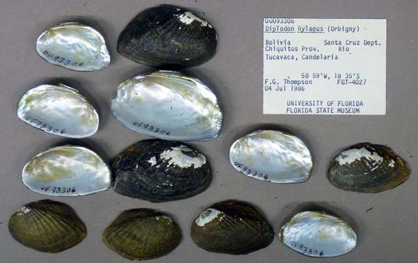 specimen