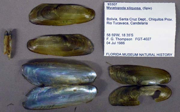 specimen