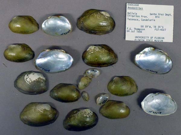 specimen