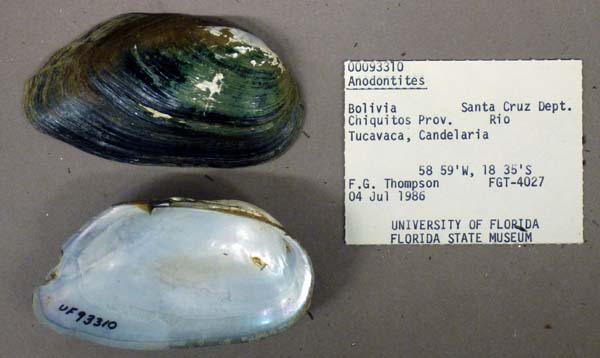 specimen