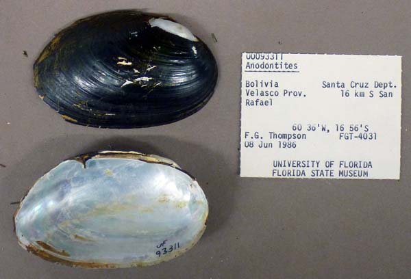 specimen