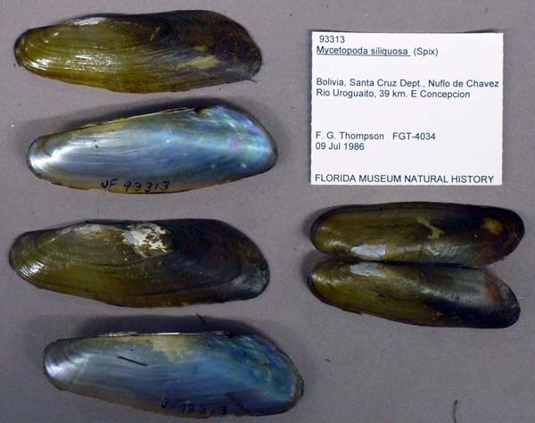 specimen