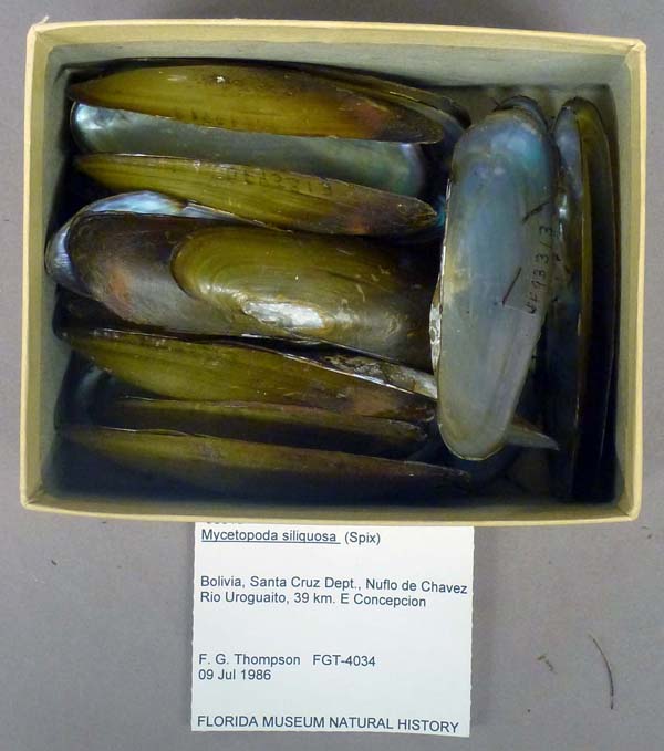 specimen