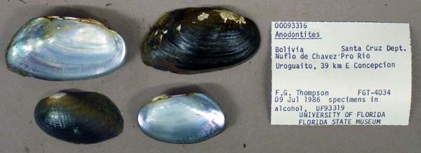 specimen