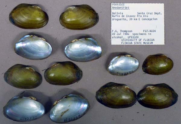 specimen