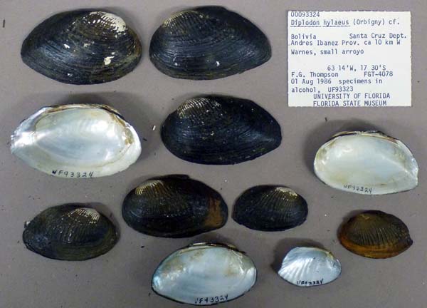 specimen