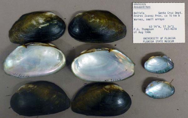specimen
