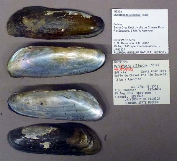 specimen