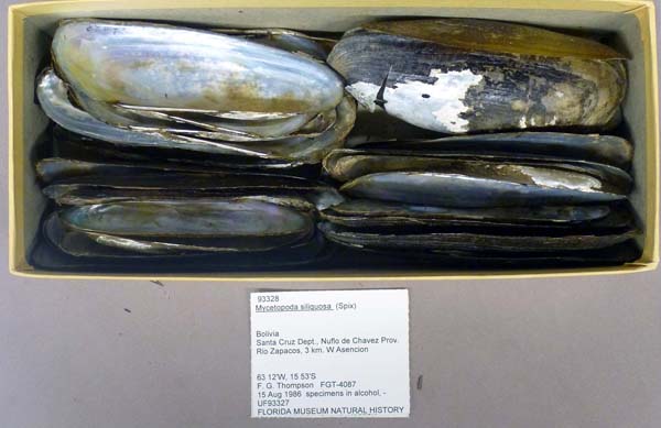 specimen