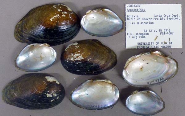 specimen