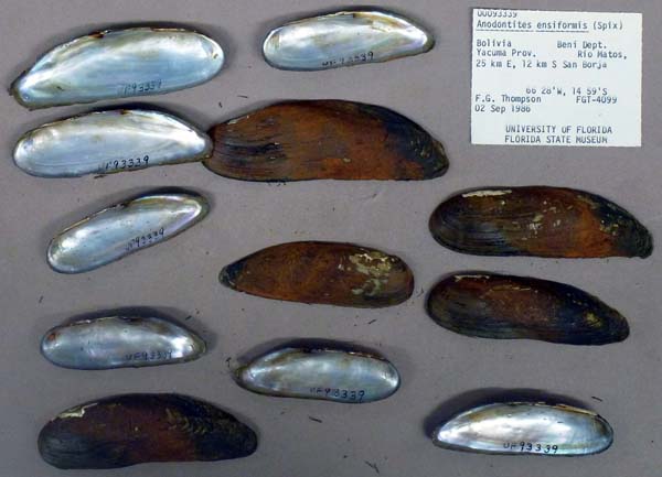 specimen