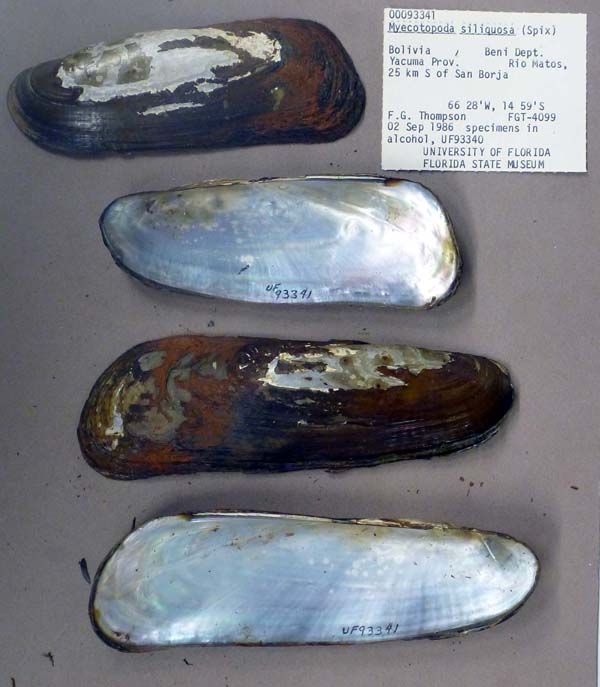 specimen
