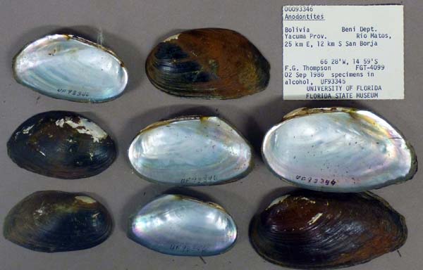 specimen