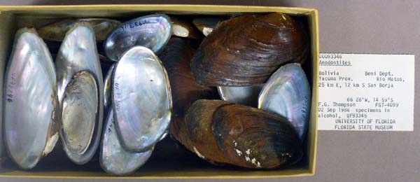 specimen