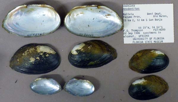 specimen