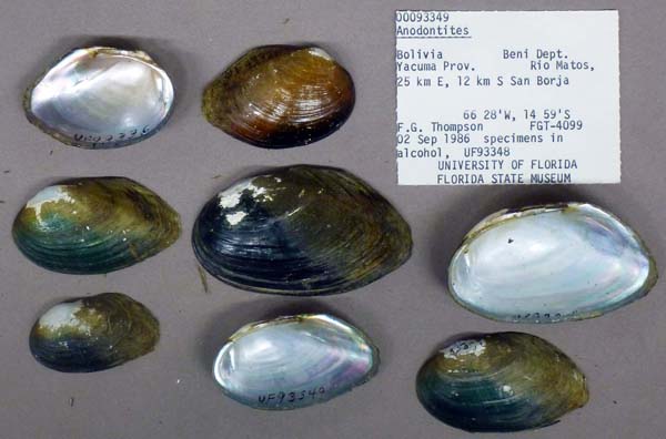 specimen