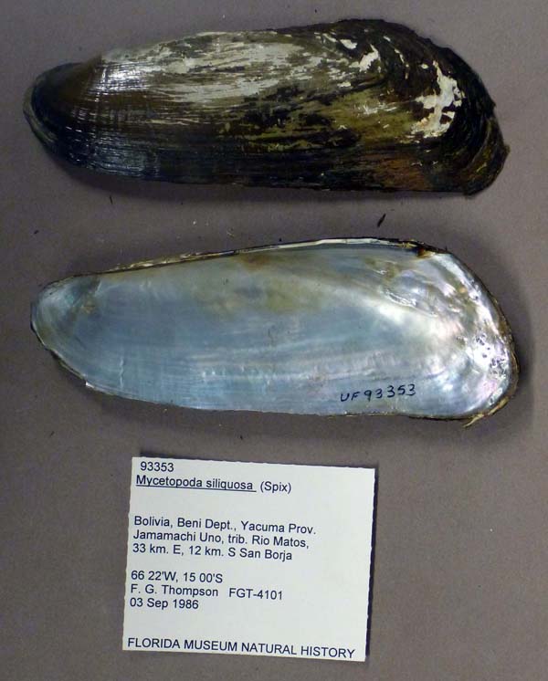 specimen
