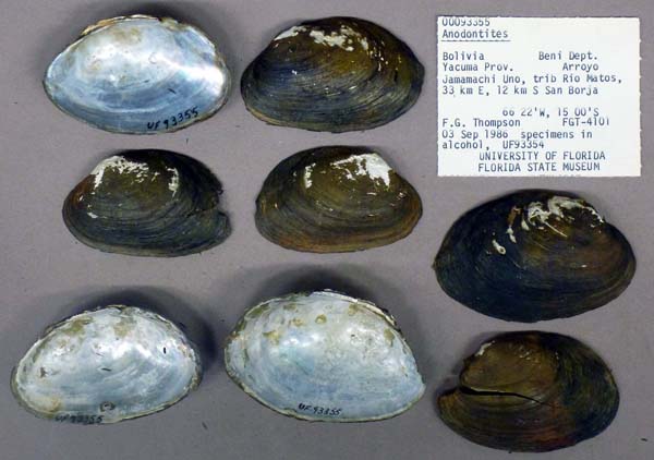 specimen