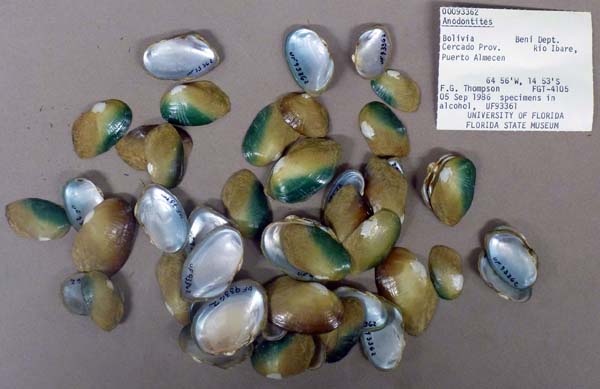 specimen