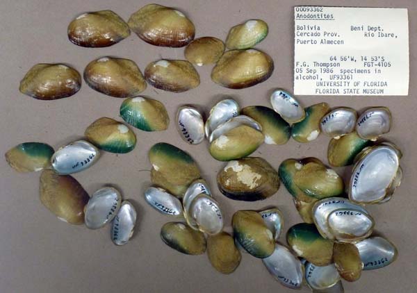 specimen