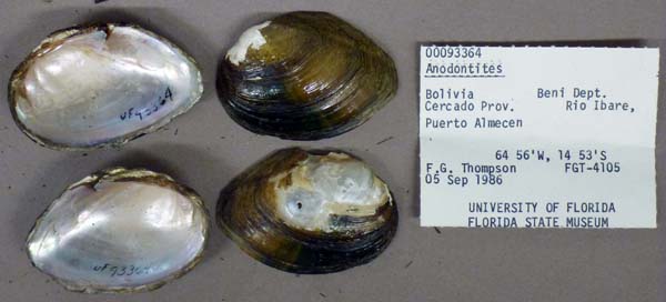 specimen